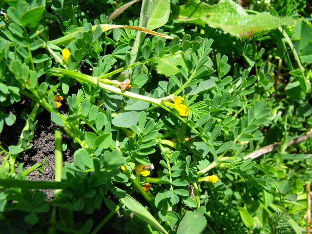 Hippocrepis biflora / Sferracavallo minore